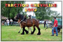Ducasse Saint-Pierre 2010 - Traction chevaline